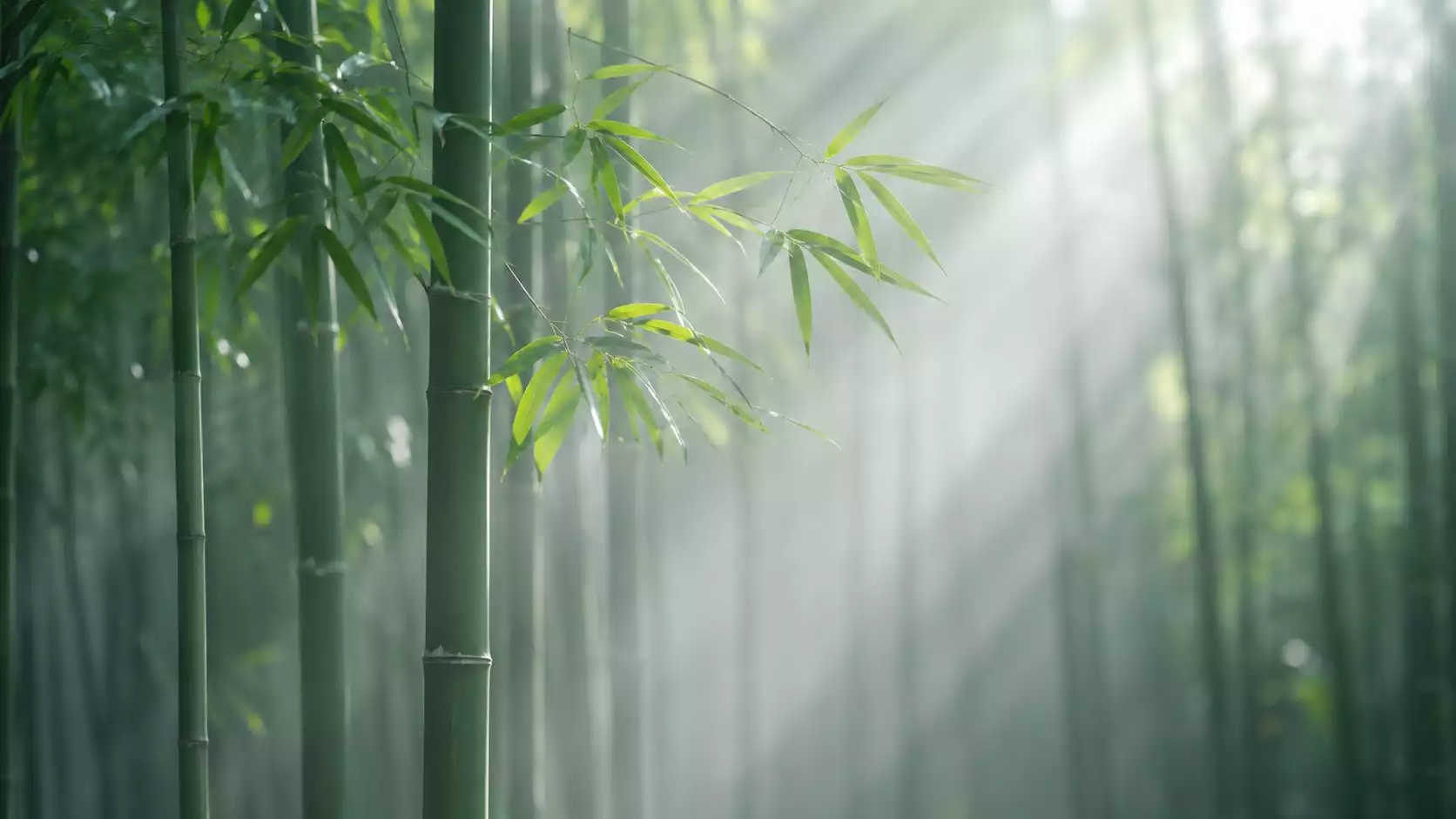 大自然竹林與清淨通道